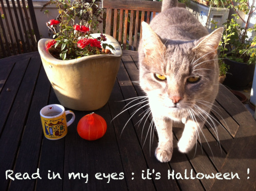 trick-or-twit-halloween-2012-paris-chabadacat-c-renaud-favier1