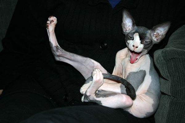 naked-cat-is-sleepy-cat-cats-kitten-kitty-pic-picture-funny-lolcat-cute-fun-lovely-photo-images