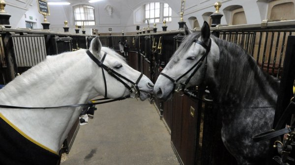 THEMENBILD-PAKET: SPANISCHE HOFREITSCHULE