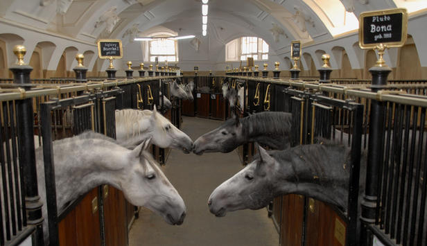 lipzzaner-hengste-tournee-rueckkehr-spanische-hofreitschule