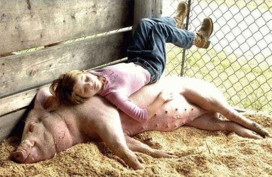 calin-cochon
