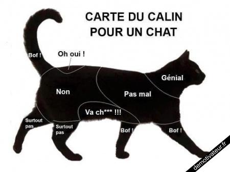 Carte-du-calin-pour-un-chat