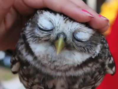 Oiseau-Animaux-Chouette-5137