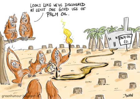 palm oil and orangutans copy