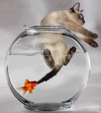 poisson-mange 1er avril