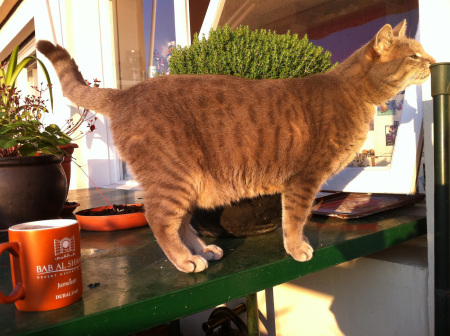 chabada-2011-4-renaud-favier