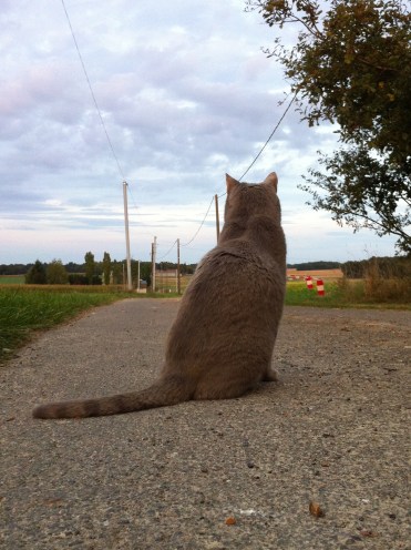Chabada Chateaurenard Printemps 2015