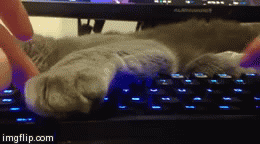 computer-keyboard-cat-is-lazy