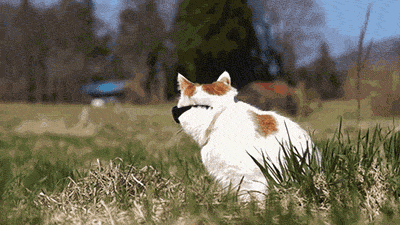 2016.gif