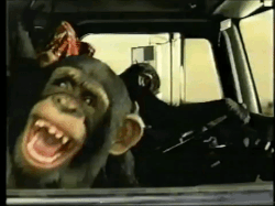 Monkey Laugh 2