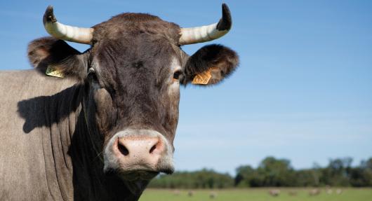 Portrait-de-Cerise_article_list_list