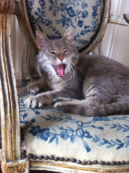 Chabada Aristochat de Paris 2015