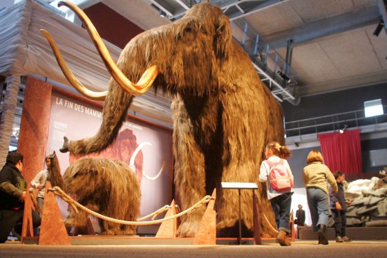 Les-mammouths-vont-ils-revivre